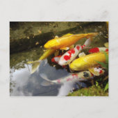 Carte Postale Une voie navigable remplie de carpes japonaises en (Devant)