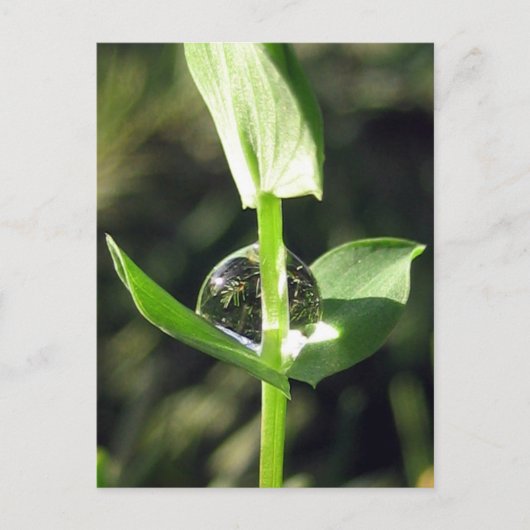 Carte Postale Une vue d'ensemble paisible sur la Méditation de l (Devant)