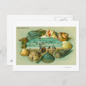 Carte Postale Une vue Pittoresque bordée de coquillages (Devant / Derrière)