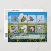 Carte Postale UNESCO WHS - Parc national des Everglades - Oiseau (Devant / Derrière)