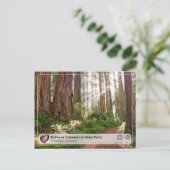 Carte Postale UNESCO WHS - Redwood National and State Parks (Debout devant)