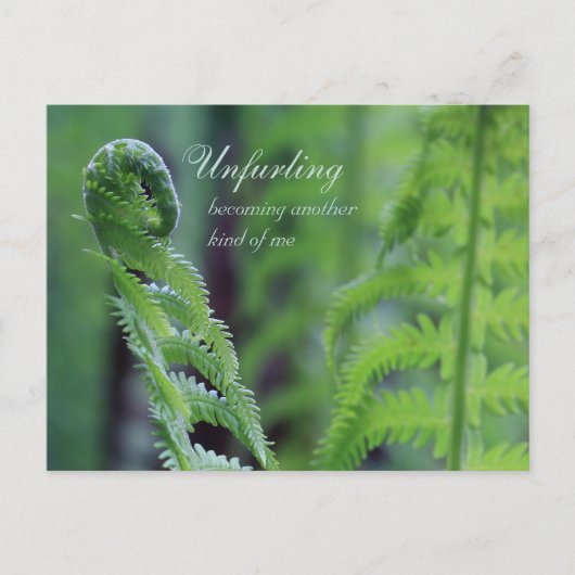 Carte Postale Unfurling fern leaf CC0191 Nature gros-up photo (Devant)