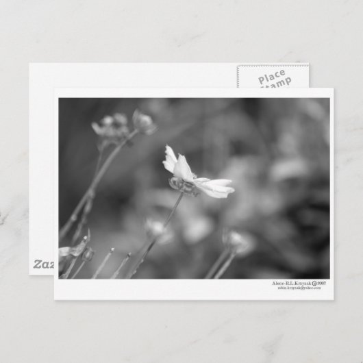 Carte postale unique (Devant / Derrière)