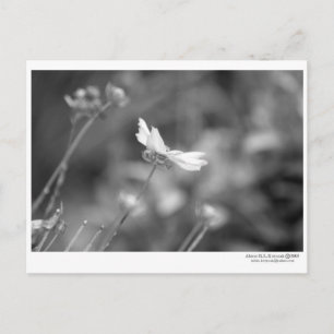 Carte postale unique