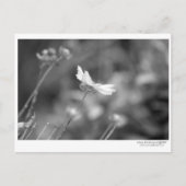 Carte postale unique (Devant)