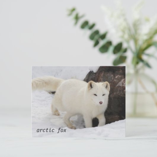 Carte postale unique Arctic Fox (Debout devant)