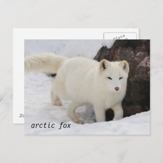 Carte postale unique Arctic Fox (Devant / Derrière)