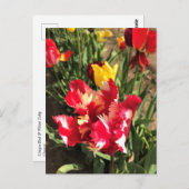 Carte Postale Unique Tulipe rouge et blanche (Devant / Derrière)