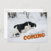 Carte Postale Up and Coming CC0685 Cat Postcard (Devant / Derrière)