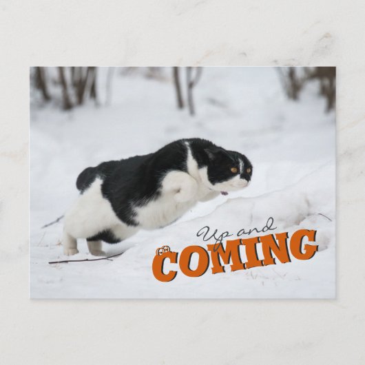 Carte Postale Up and Coming CC0685 Cat Postcard (Devant)