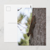Carte postale Updown Squirrel (Devant / Derrière)