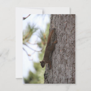 Carte postale Updown Squirrel