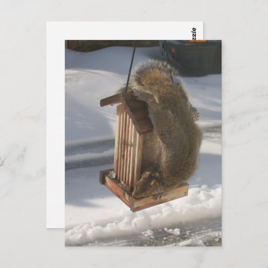 Carte postale Updown Squirrel (Devant / Derrière)