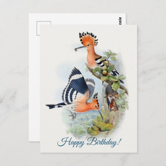 Carte Postale Upupa Epops (Devant / Derrière)