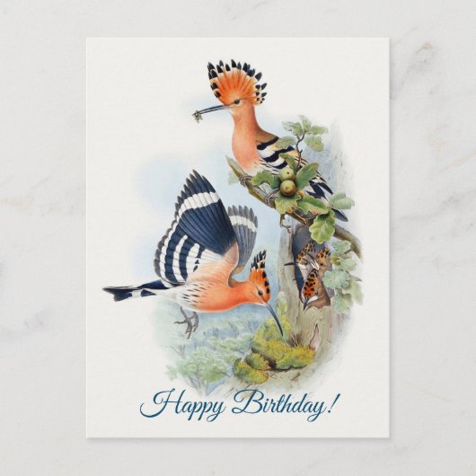 Carte Postale Upupa Epops (Devant)