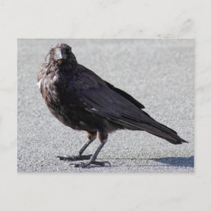 Carte postale Urbain Crow