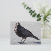 Carte postale Urbain Crow (Debout devant)