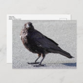 Carte postale Urbain Crow (Devant / Derrière)