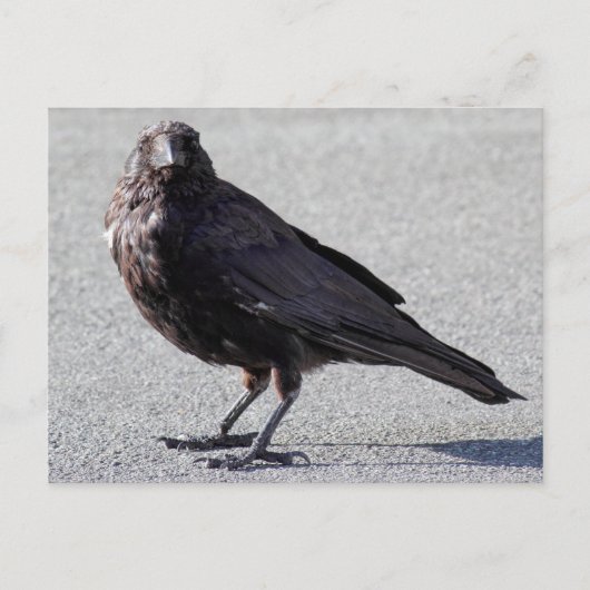 Carte postale Urbain Crow (Devant)