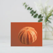 Carte Postale Urchin (Debout devant)