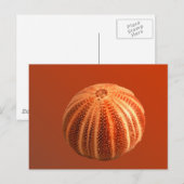 Carte Postale Urchin (Devant / Derrière)