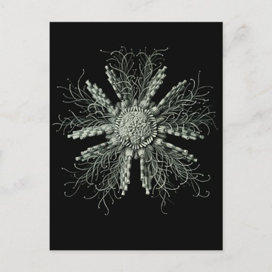 Carte Postale Urchine crayon d'ardoise (Devant)