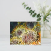 Carte Postale Urchine de mer comestible (Debout devant)