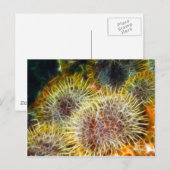 Carte Postale Urchine de mer comestible (Devant / Derrière)