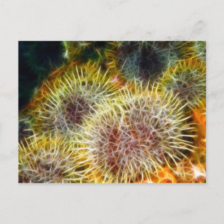 Carte Postale Urchine de mer comestible