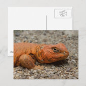 Carte Postale Uromastyx geyri (Devant / Derrière)