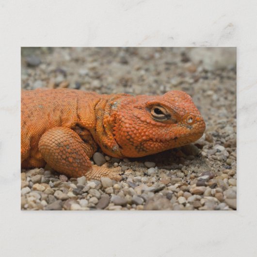 Carte Postale Uromastyx geyri (Devant)