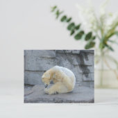 Carte Postale Ursus maritime (Debout devant)