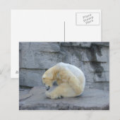 Carte Postale Ursus maritime (Devant / Derrière)