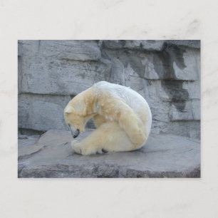 Carte Postale Ursus maritime