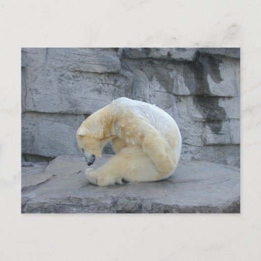 Carte Postale Ursus maritime (Devant)