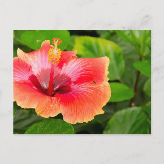 Carte Postale USA, Alabama, Theodore Near Mobile 4 (Devant)