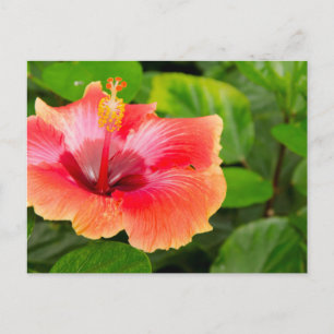 Carte Postale USA, Alabama, Theodore Near Mobile 4