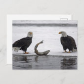 Carte Postale USA, Alaska, Chilkat Bald Eagle Preserve. Paire (Devant / Derrière)