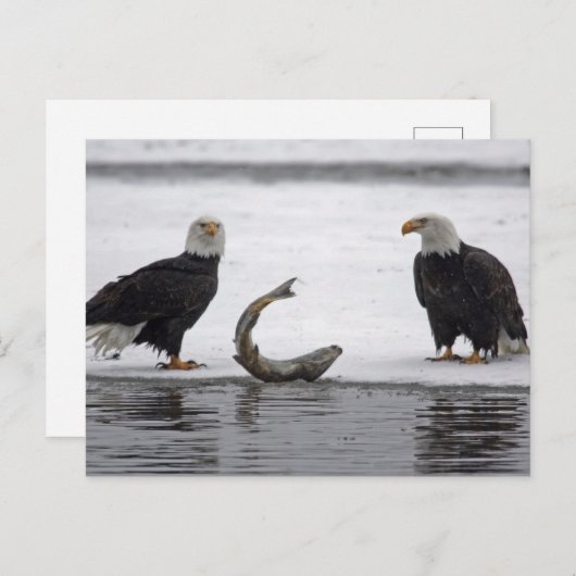 Carte Postale USA, Alaska, Chilkat Bald Eagle Preserve. Paire (Devant / Derrière)