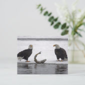Carte Postale USA, Alaska, Chilkat Bald Eagle Preserve. Paire (Debout devant)