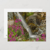 Carte Postale USA, Alaska, Glacier Bay National Park. Armes à fe (Devant / Derrière)