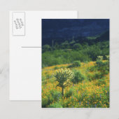 Carte Postale USA, Arizona, Organ Pipe Cactus National (Devant / Derrière)