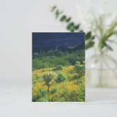 Carte Postale USA, Arizona, Organ Pipe Cactus National (Debout devant)