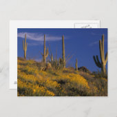 Carte Postale USA, Arizona, Organ Pipe Cactus National 2 (Devant / Derrière)