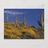 Carte Postale USA, Arizona, Organ Pipe Cactus National 2 (Devant)