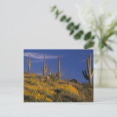 Carte Postale USA, Arizona, Organ Pipe Cactus National 2 (Debout devant)