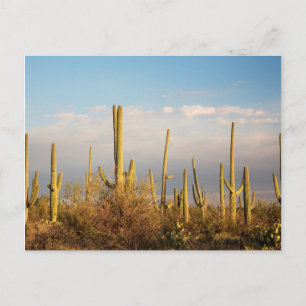 Carte Postale USA, Arizona, Saguaro National Park, Saguaro