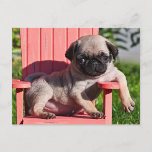 Carte Postale USA, Californie. Carlin Puppy Slouching