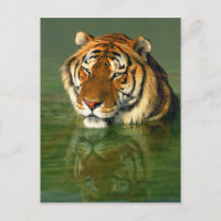 USA, Californie, comté de Los Angeles. Bengale