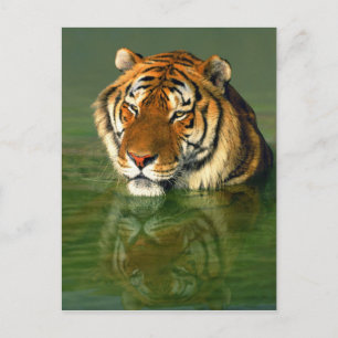 Carte Postale USA, Californie, comté de Los Angeles. Bengale